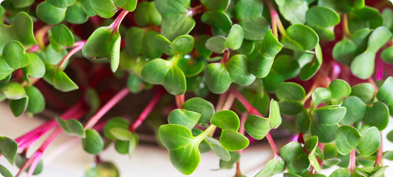 Close-up of microgreens