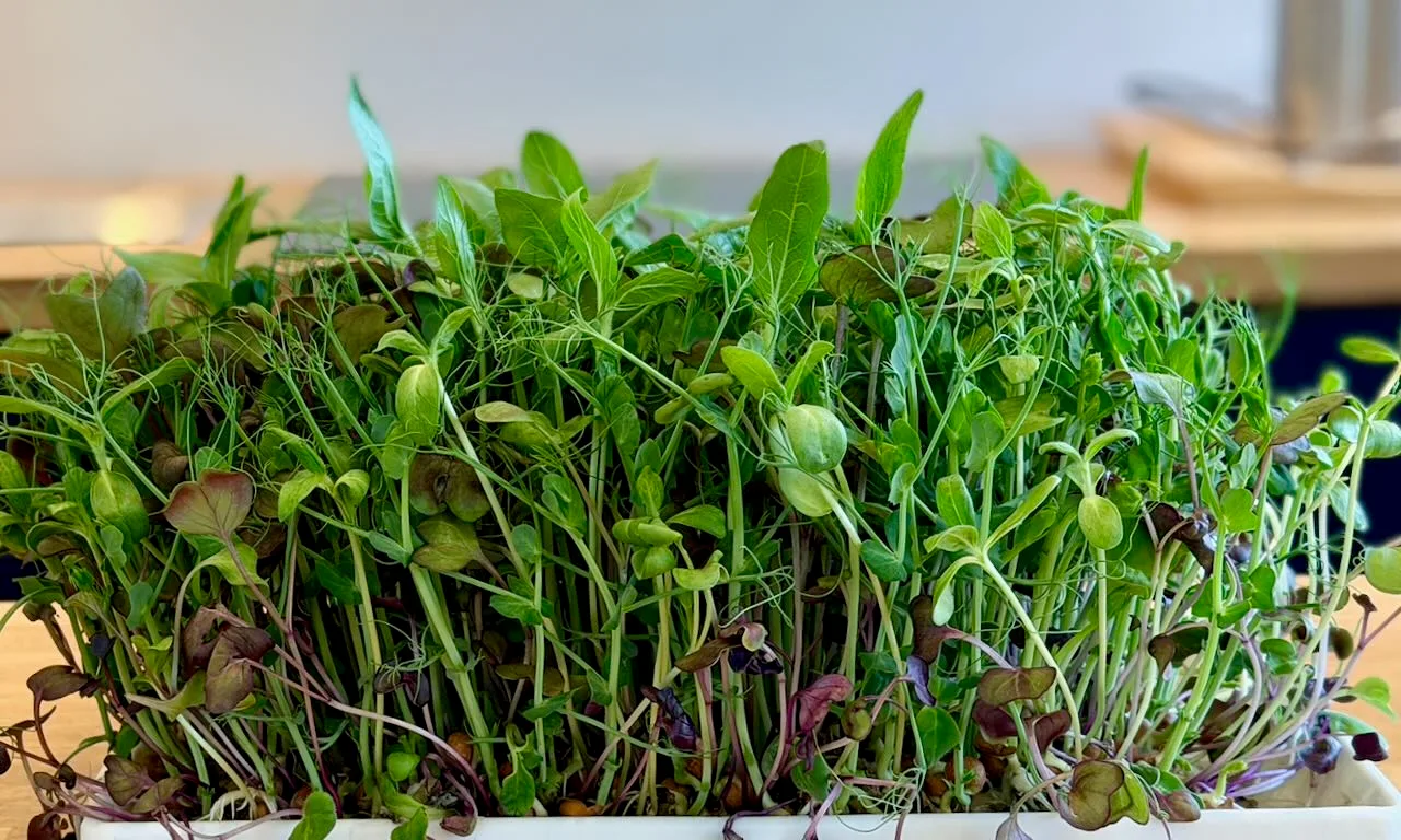 A crop of Home Harvest's Power Mat Junior seed recipe