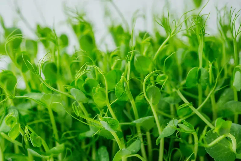 Pea shoots after 8 days growing
